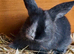 Stunning pure bred French lop babies
