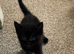 9 week old female kitten got forever home