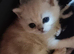Persian chinchilla kittens