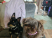 Female and male dog need new home