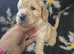 Beautiful f1 cockapoo puppies Ready for new homes on 23rd Oct
