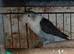 Lovebirds fischers dna'd fischers lovebirds