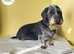 Paws to perfection dog grooming LTD
