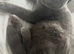 Scottish fold male