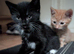 Rehoming our beloved 3 months old kittens