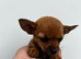 Chorkie babies