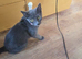 kittens for sale ready on 24th august