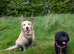 Young active mixed breed
