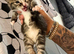 3 beautiful kittens