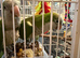 Quaker  breeding pair
