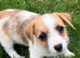 Jackrussell pups