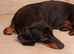 liily 2 years old Dachshund