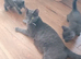 Russian blue x maine coon