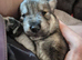 Husky/wolf hybrid Cross german shepherd pups