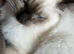 BEAUTIFUL RAGDOLL KITTEN 1 LEFT!!!