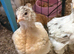 Brahma Chickens for sale