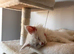 Council licensed TICA registered Maine Coon kittens