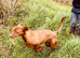 Hungarian vizsla