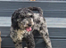 Adult Minitaure Poodle Merle Combo