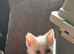 Full white male kitten
