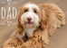 Miniature Australian Labradoodle Puppies.