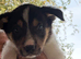 Boarder collie puppies