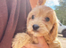 F1 cockapoo puppies available now !