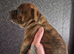 American bull x presa pups