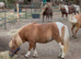 32&rdquo; cream dun and white registered mare