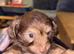 Male chi/poo