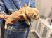 Miniature dachshund