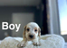 Kikki stunning litter now 8 weeks and ready to leave