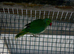 Male and female green ringneck