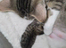 Female Kitten ready 18th march