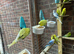 Cute stunning budgies