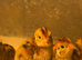 Baby Jumbo quail chicks
