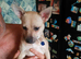 Chihuahua x Jack Russell cross