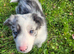 Beautiful border collie pups for sale