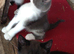 9 beautiful kittens from 2 queens