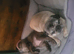 Stunning mearle mastiff female puppy