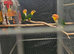 Yellow thighed caique