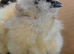 Day Old. Silkie Chickens