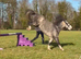 12.2 gelding 5 year old Thor