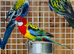 Rosella parrot