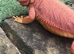 100%Het Hypo baby Bearded Dragons