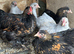 Pekin pairs mixed colours
