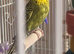 Free, 3 budgies.