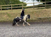Stunning mini cob