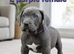 Pure Cane corso need rehoming ready to leave now