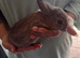 Baby rabbits for sale